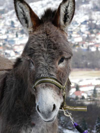 rando-ane-vosges